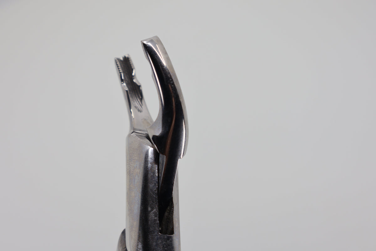 Helmut Zepf 14.150.10 Cryer #150-AB extraction forceps - beak close-up